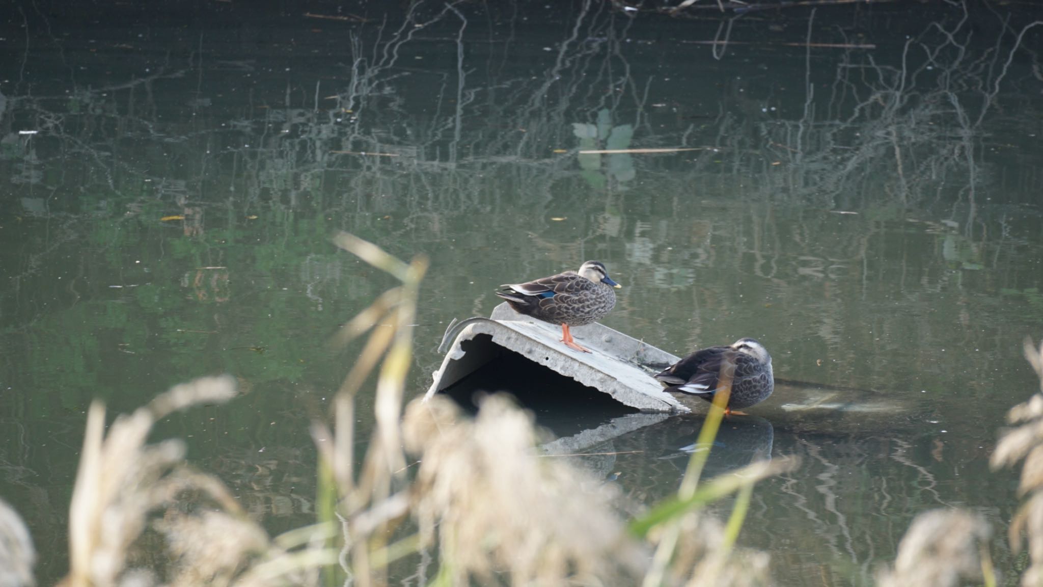 カルガモ