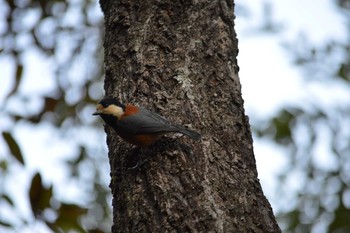 Varied Tit 松尾池 Thu, 11/12/2020