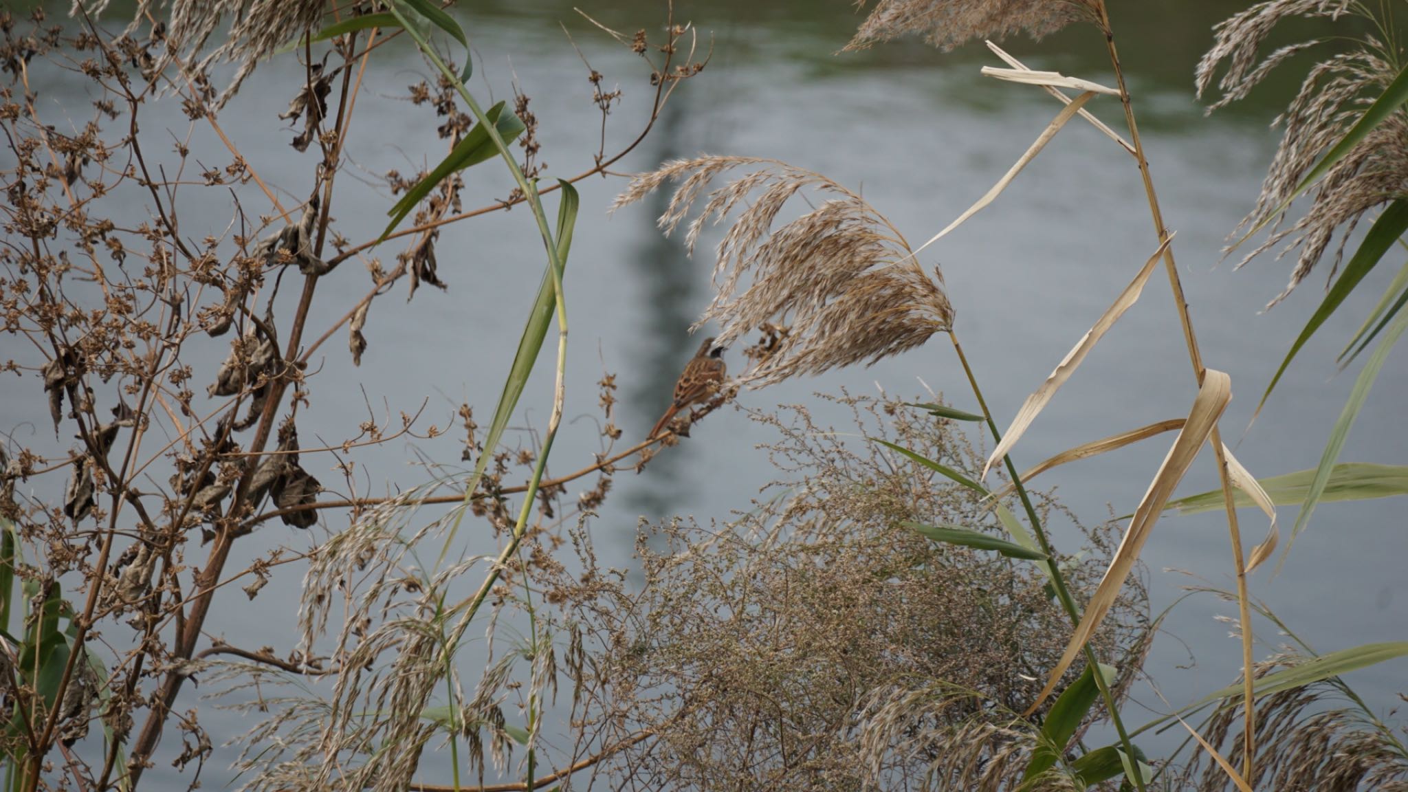 芝川第一調節池(芝川貯水池) ホオジロの写真 by ツピ太郎