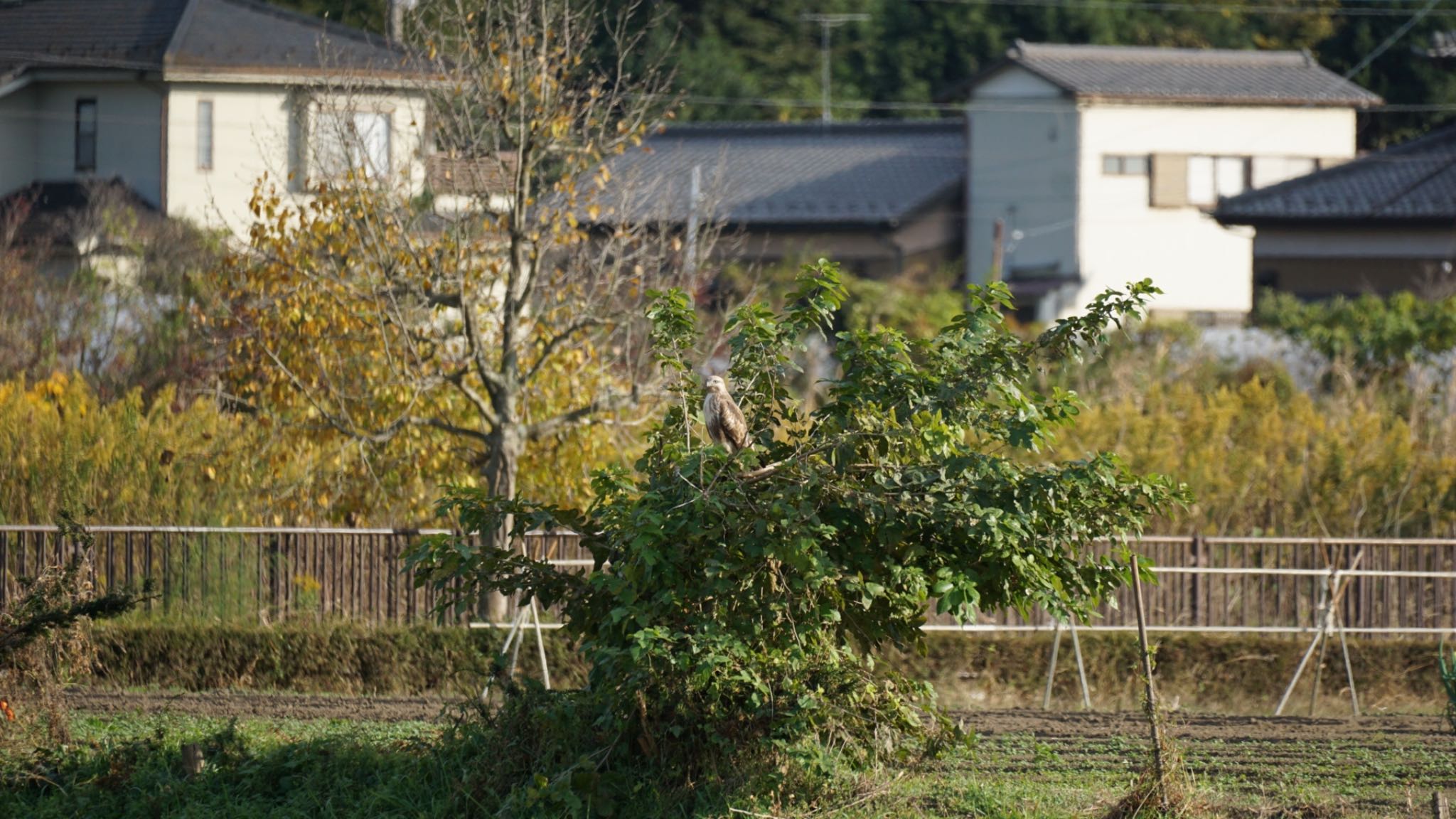 芝川第一調節池(芝川貯水池) ノスリの写真 by ツピ太郎