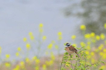 ホオジロ 加古川　小野市 2018年4月15日(日)