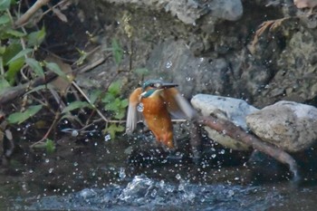 Common Kingfisher 猪名川 Thu, 11/12/2020