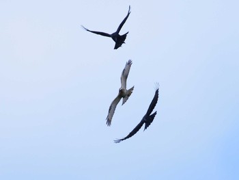 ノスリ 東京港野鳥公園 2020年10月24日(土)