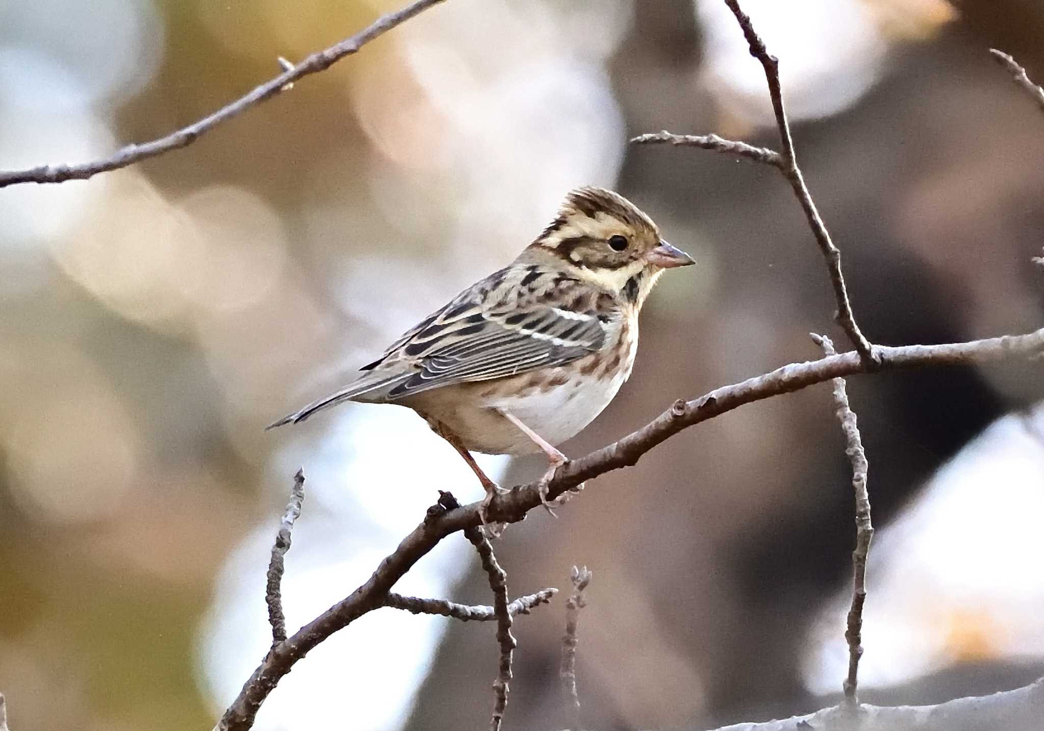 Photo of Rustic Bunting at 楽山公園(山梨県都留市) by 塩コンブ