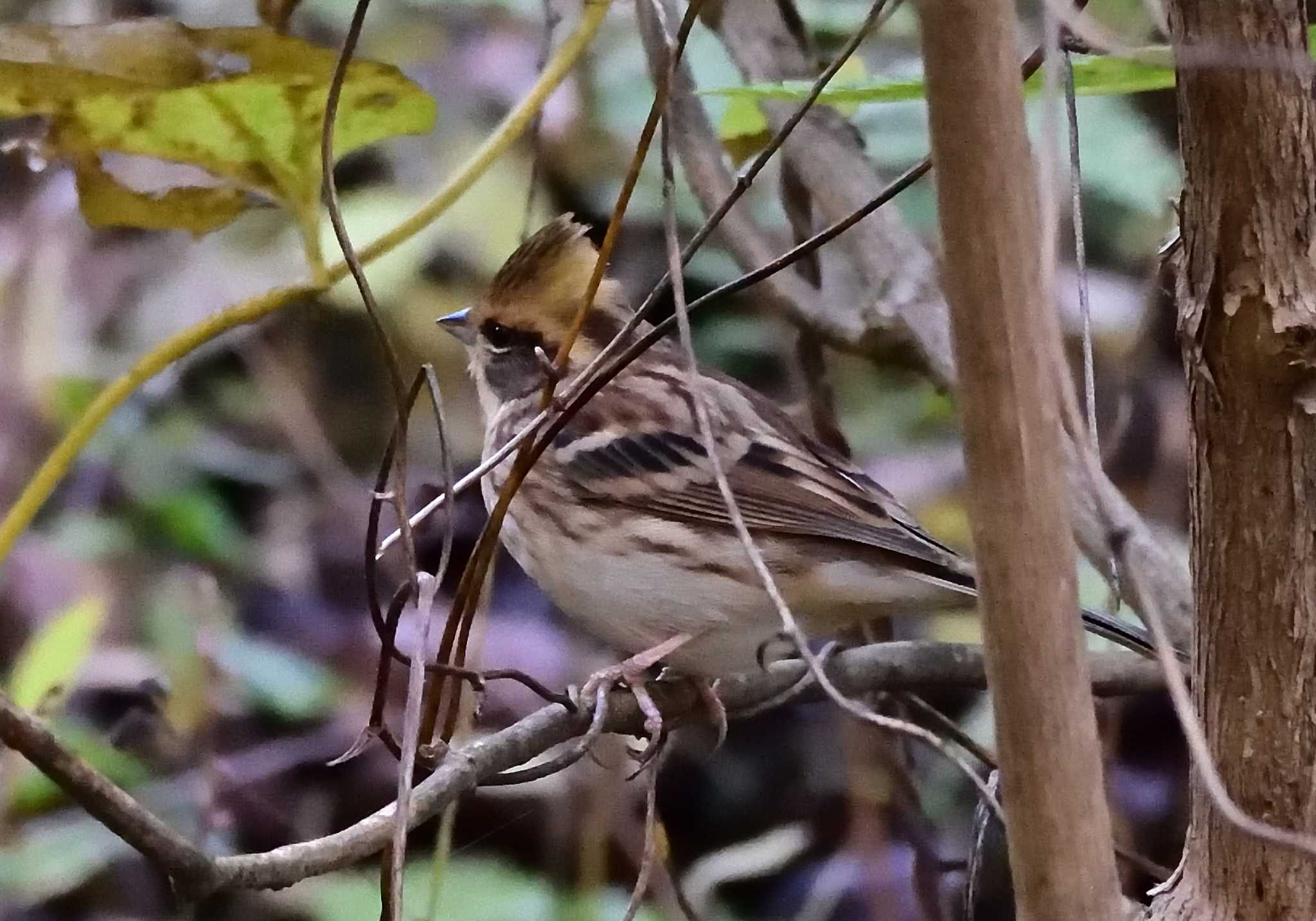 Photo of Yellow-throated Bunting at 楽山公園(山梨県都留市) by 塩コンブ