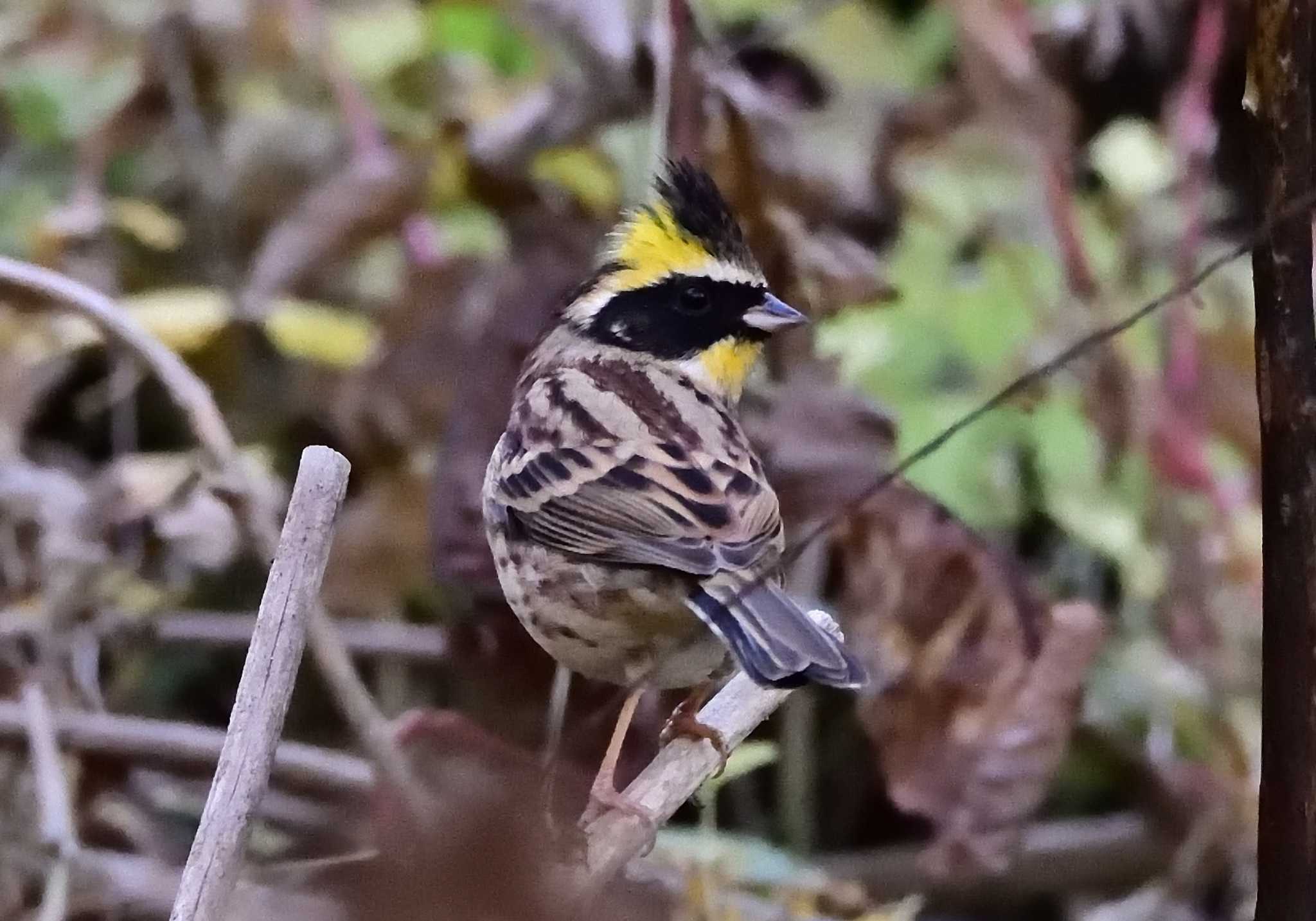 Photo of Yellow-throated Bunting at 楽山公園(山梨県都留市) by 塩コンブ