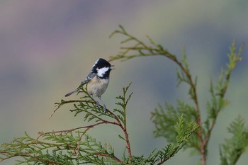 Coal Tit 菜の花台 Fri, 11/13/2020