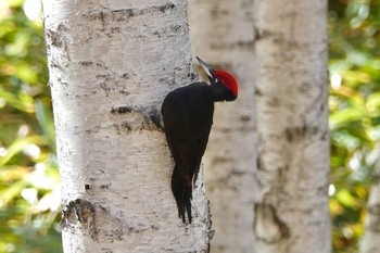 2020年10月27日(火) 真駒内公園の野鳥観察記録