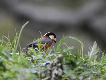 Varied Tit Akashi Park Fri, 11/13/2020