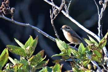 Bull-headed Shrike 伊豆諸島北部 Fri, 11/13/2020