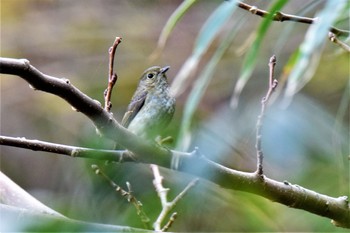 Narcissus Flycatcher 伊豆諸島北部 Fri, 11/13/2020