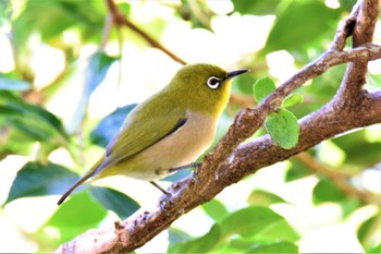 Japanese White-eye(stejnegeri) 伊豆諸島北部 Fri, 11/13/2020