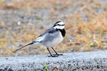 White Wagtail 伊豆諸島北部 Fri, 11/13/2020