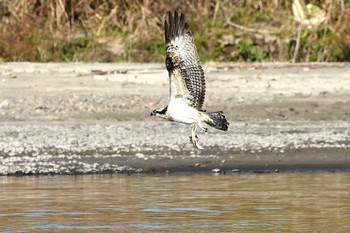 Osprey Unknown Spots Fri, 11/13/2020