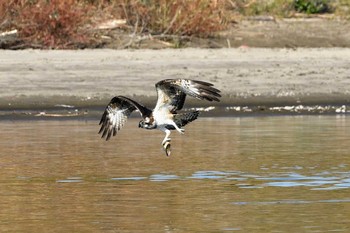 Osprey Unknown Spots Fri, 11/13/2020