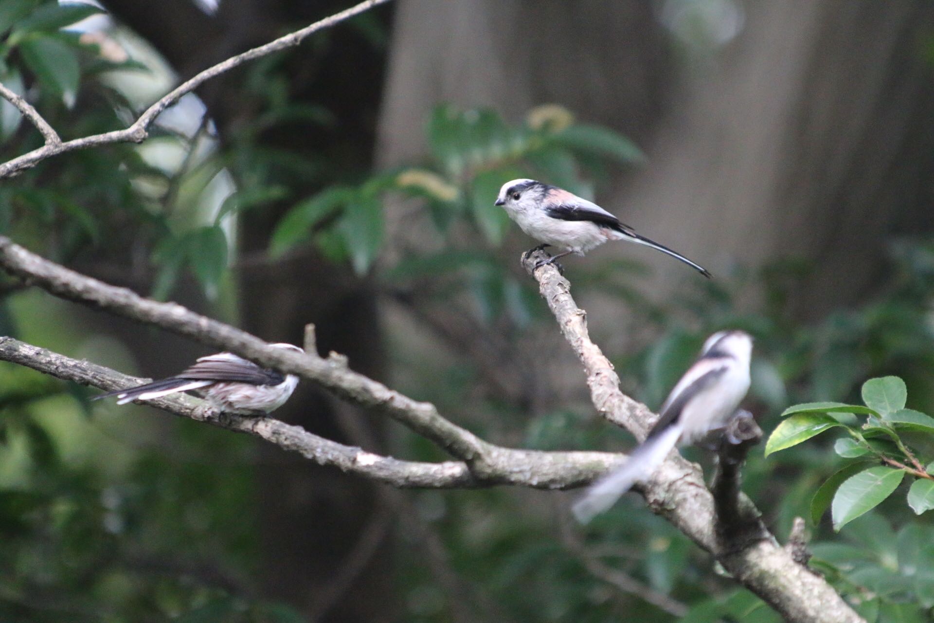 Photo of Long-tailed Tit at 権現山(弘法山公園) by ゴロー