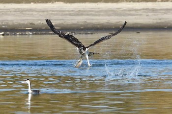 Osprey Unknown Spots Fri, 11/13/2020