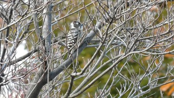 Japanese Pygmy Woodpecker 東京都北区 Fri, 11/13/2020