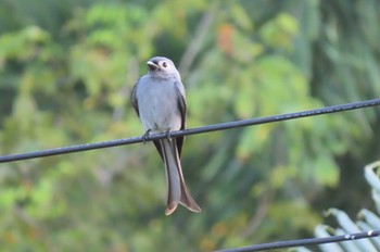 ハイイロオウチュウ Khao Mai Keao Reservation Park 2020年11月14日(土)