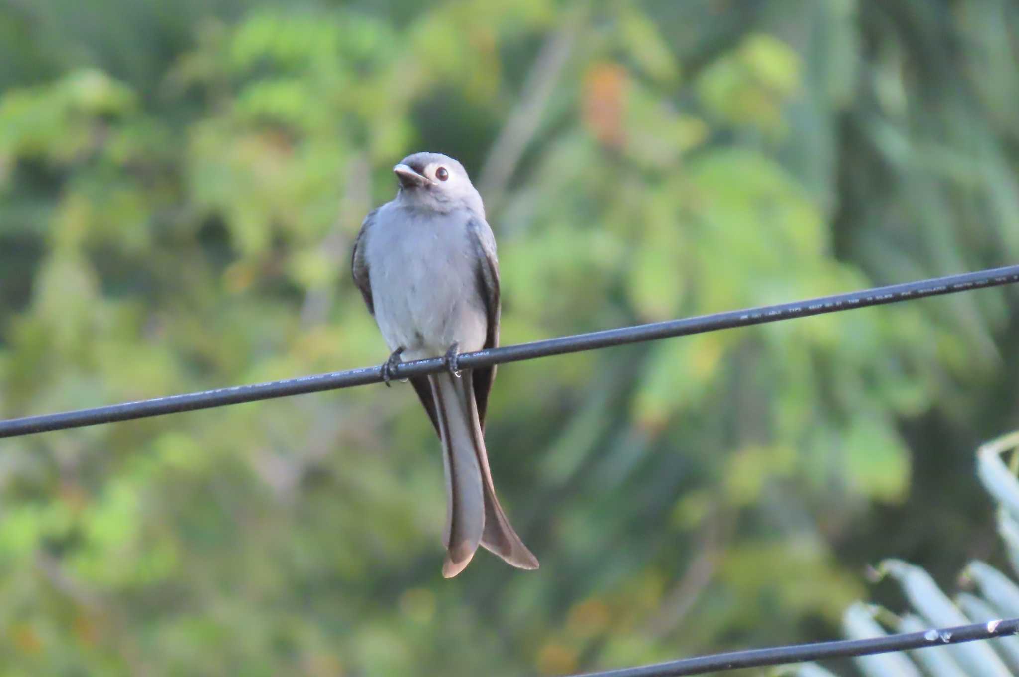 Khao Mai Keao Reservation Park ハイイロオウチュウの写真 by span265