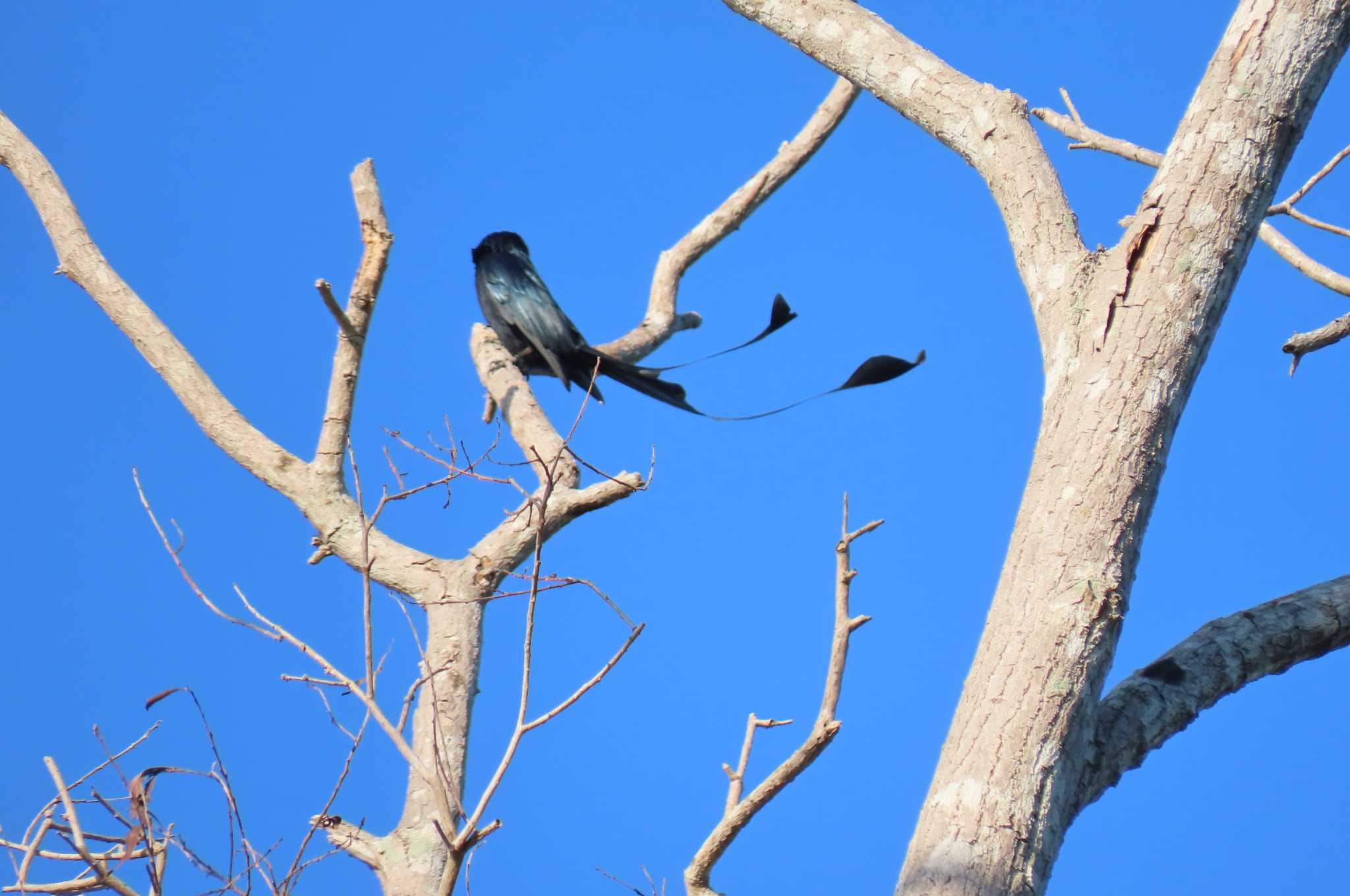 Khao Mai Keao Reservation Park ヒメカザリオウチュウの写真 by span265