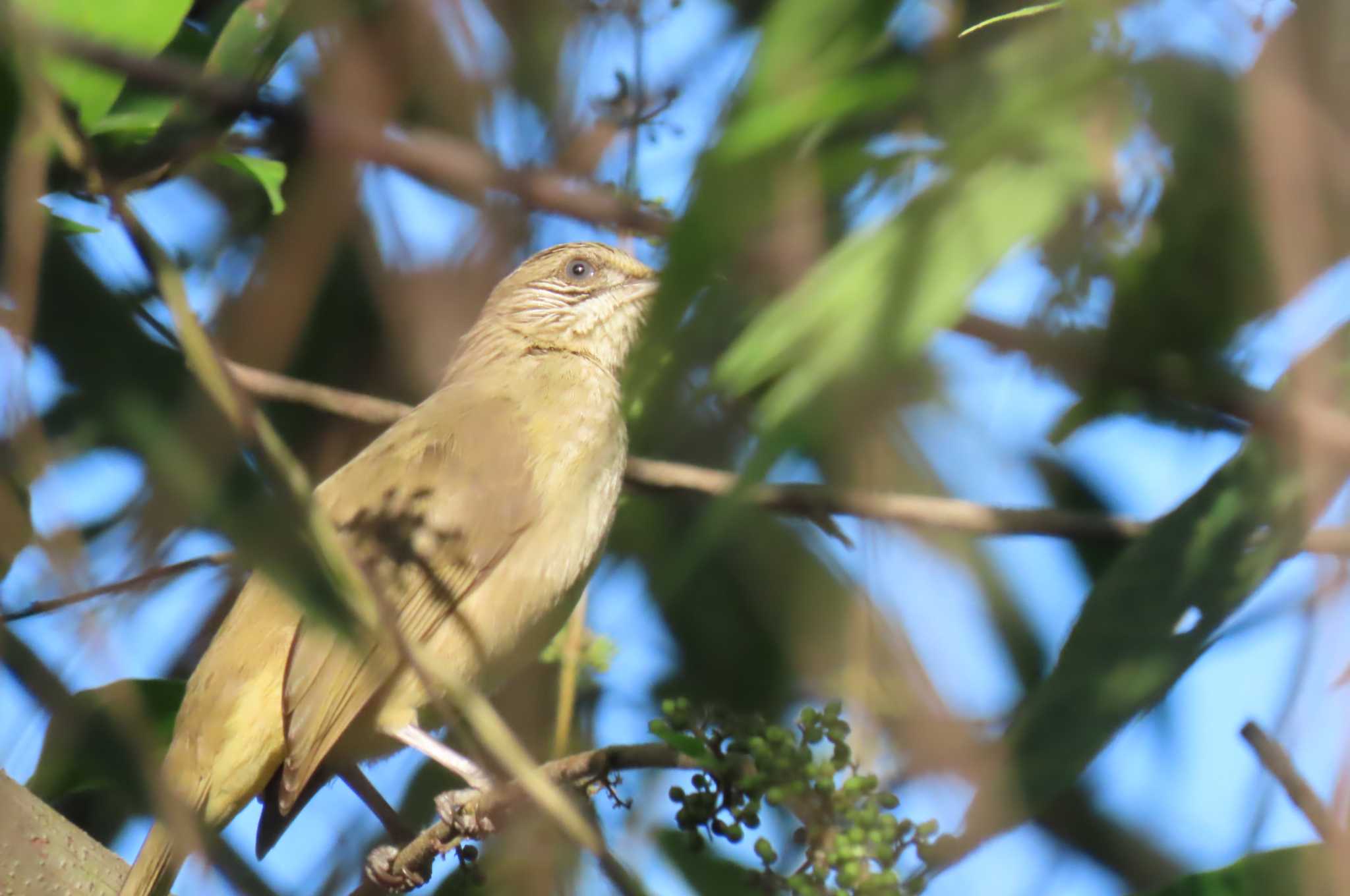 Khao Mai Keao Reservation Park ミミスジヒヨドリの写真 by span265