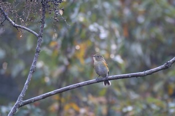 Sun, 11/8/2020 Birding report at 姫路市自然観察の森