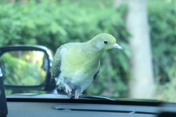 アオバト 瑞穂運動場公園 2020年11月11日(水)