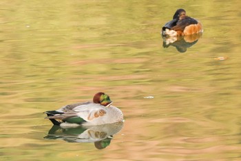 2020年11月13日(金) 三ツ池公園(横浜市鶴見区)の野鳥観察記録