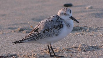 ミユビシギ 愛知県田原市西ノ浜海岸 2020年10月20日(火)