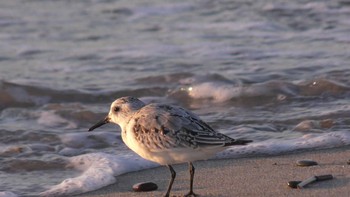 ミユビシギ 愛知県田原市西ノ浜海岸 2020年10月20日(火)