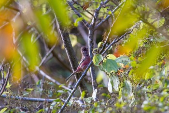 Siberian Long-tailed Rosefinch Hayatogawa Forest Road Mon, 11/3/2014