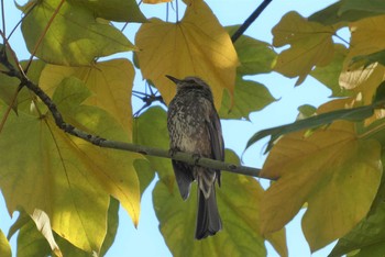 2020年11月14日(土) 赤羽自然観察公園の野鳥観察記録