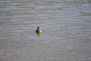 Eurasian Teal 小野市　大池　権現池 Sat, 11/14/2020