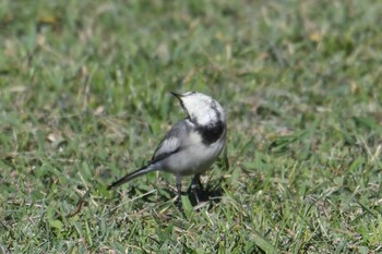 ハクセキレイ 旭公園 2020年10月31日(土)