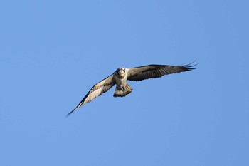 Sat, 11/14/2020 Birding report at 多摩川二ヶ領宿河原堰