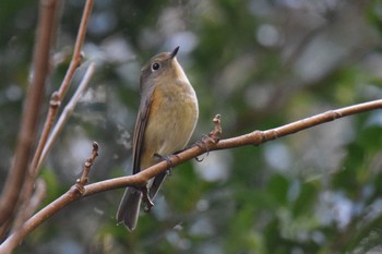 Red-flanked Bluetail 伊豆諸島北部 Sat, 11/14/2020
