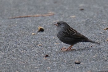 Grey Bunting 伊豆諸島北部 Sat, 11/14/2020