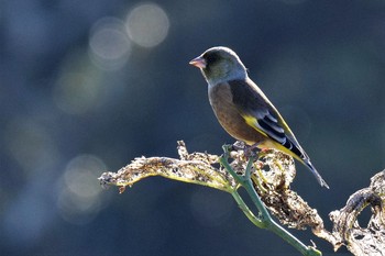 Oriental Greenfinch(kawarahiba) 伊豆諸島北部 Sat, 11/14/2020