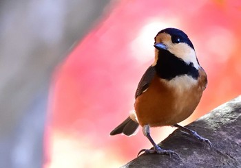 Sat, 11/14/2020 Birding report at 楽山公園(山梨県都留市)