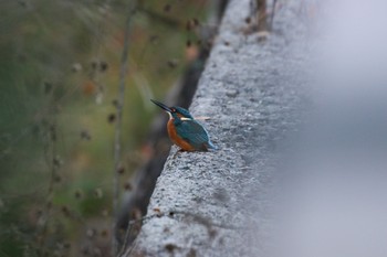 カワセミ 青葉山公園 2020年11月14日(土)