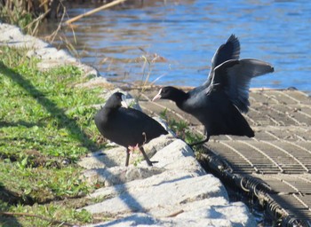 Eurasian Coot Shin-yokohama Park Sat, 11/14/2020