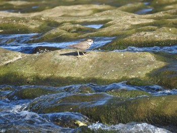 2020年11月14日(土) 多摩川二ヶ領宿河原堰の野鳥観察記録