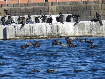 カワウ 多摩川二ヶ領宿河原堰 2020年11月14日(土)