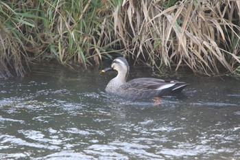 Eastern Spot-billed Duck Koyama Dam Sat, 11/14/2020