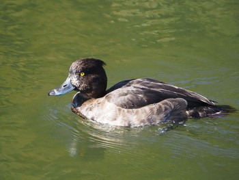 Tufted Duck Aobayama Park Sat, 11/14/2020