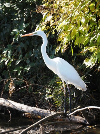 Great Egret Aobayama Park Sat, 11/14/2020