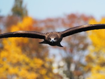 トビ 青葉山公園 2020年11月14日(土)