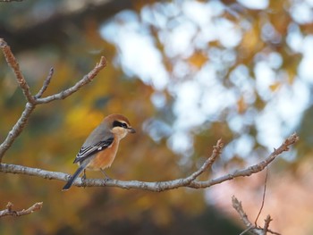 Bull-headed Shrike Aobayama Park Sat, 11/14/2020