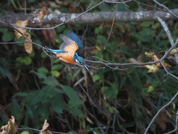 カワセミ 青葉山公園 2020年11月14日(土)